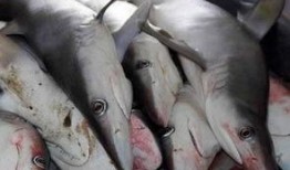 鲨鱼最新爆料消息在哪看,揭秘独家观看渠道